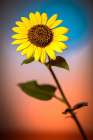 Colorado-Fort Collins Wild sunflower close-up Art Print